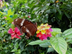 Hypolimnas bolina philippensis