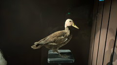 Pink-Headed Duck photo 3