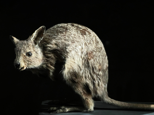 Eastern Hare Wallaby (Lagorchestes leporides) — Extinct Mammalia