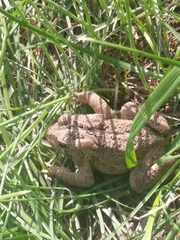 Anaxyrus