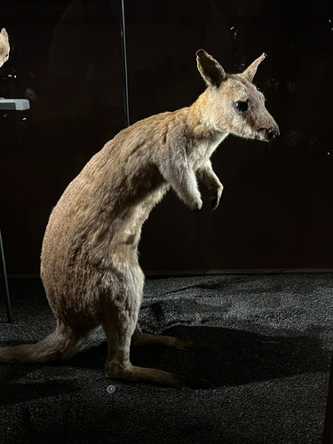 Toolache Wallaby (Notamacropus greyi) — Extinct Mammalia