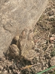 Anaxyrus