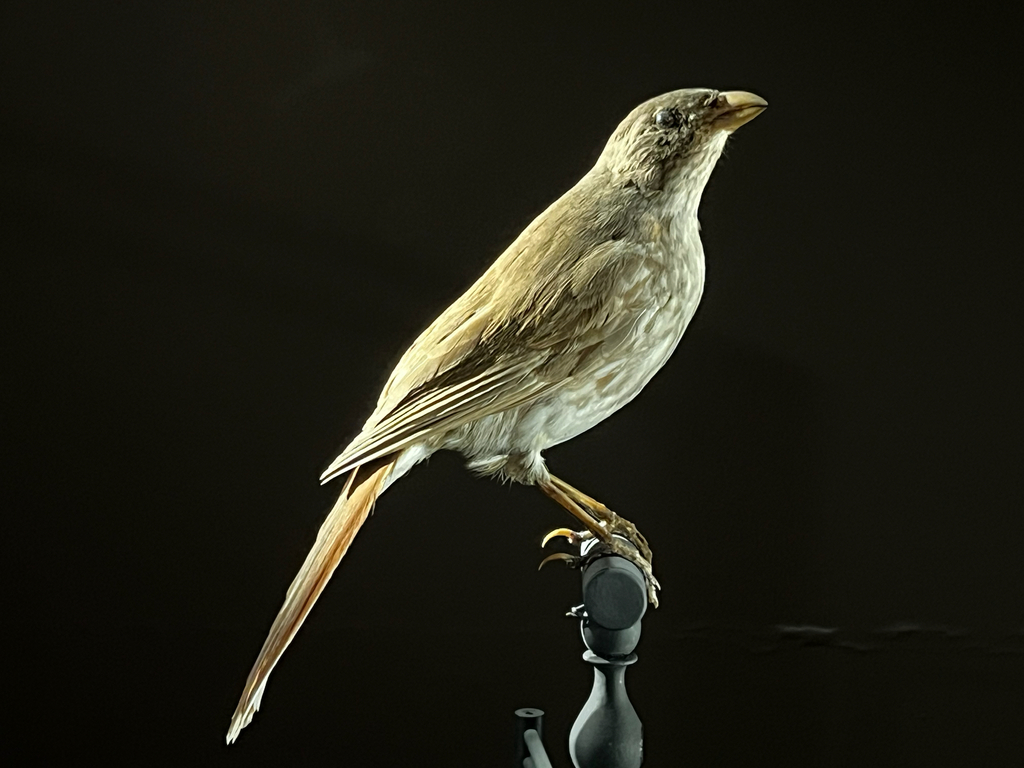 South Island Piopio (Turnagra capensis) photo