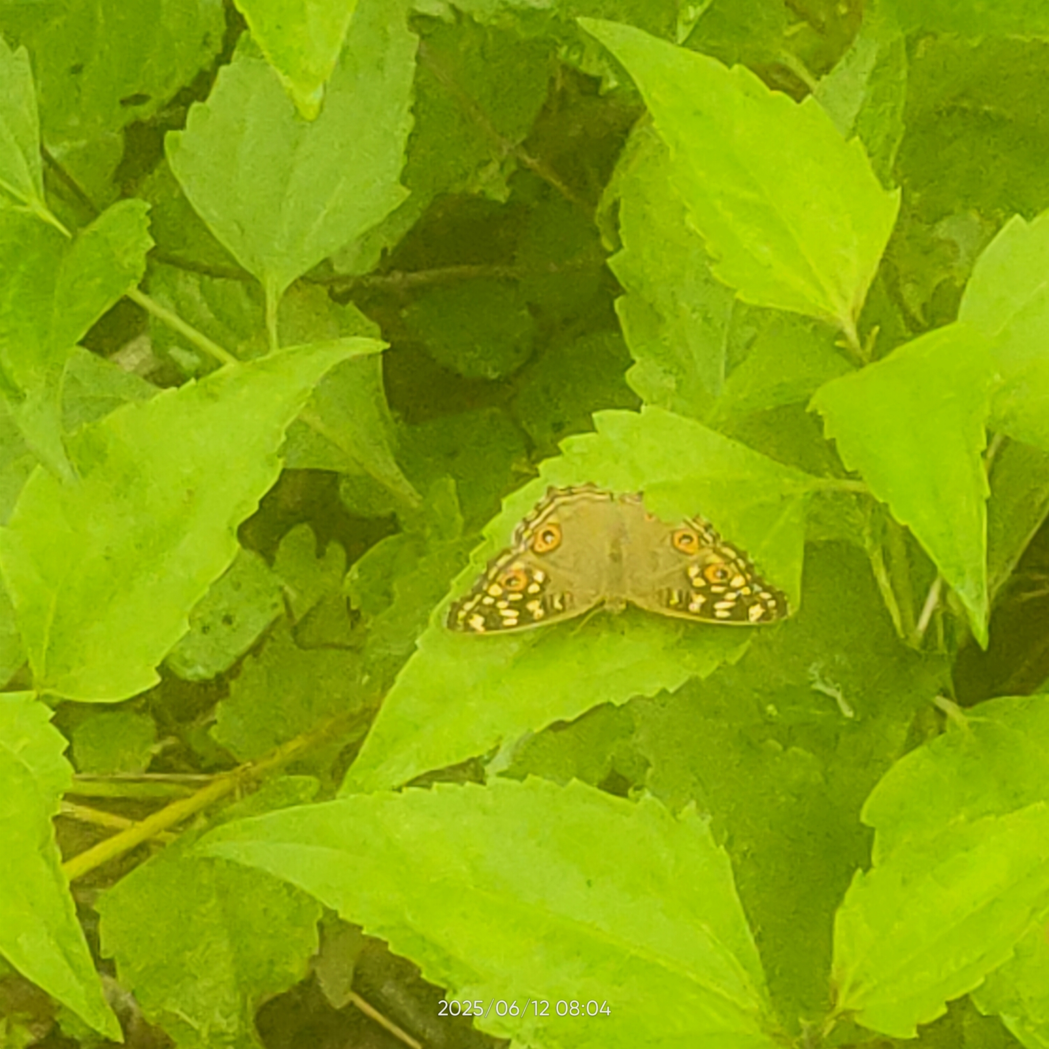 Lemon Pansy