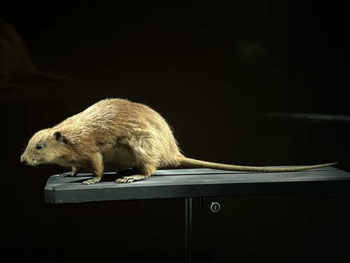 Antillean giant rice rat (Megalomys desmarestii) — Extinct Mammalia