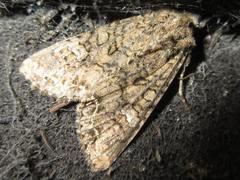 Mamestra brassicae