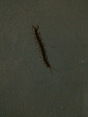 Scolopendrinae