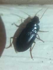 Notiobia maculicornis