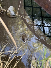 Lithobates onca