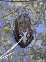 Lithobates onca