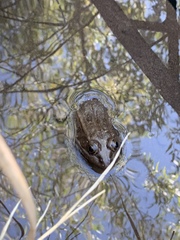 Lithobates onca