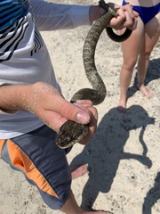 Nerodia sipedon insularum