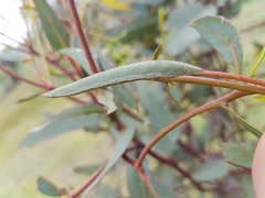 Crypsiphona ocultaria