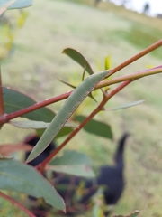 Crypsiphona ocultaria