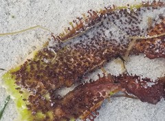 Chondracanthus spinosus