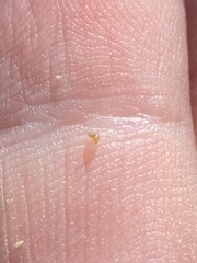 Pyrgulopsis fausta