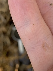 Pyrgulopsis fausta