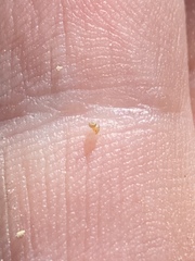 Pyrgulopsis fausta