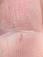 Pyrgulopsis fausta