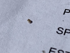 Pyrgulopsis fausta