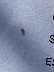 Pyrgulopsis fausta