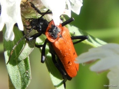 Chauliognathus togatus
