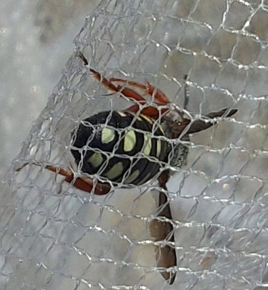 Nasute Dark Bee