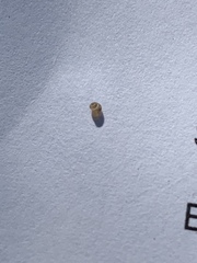 Pyrgulopsis fausta