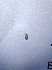 Pyrgulopsis fausta