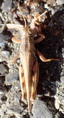 Melanoplus devastator