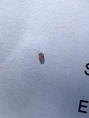 Pyrgulopsis fausta