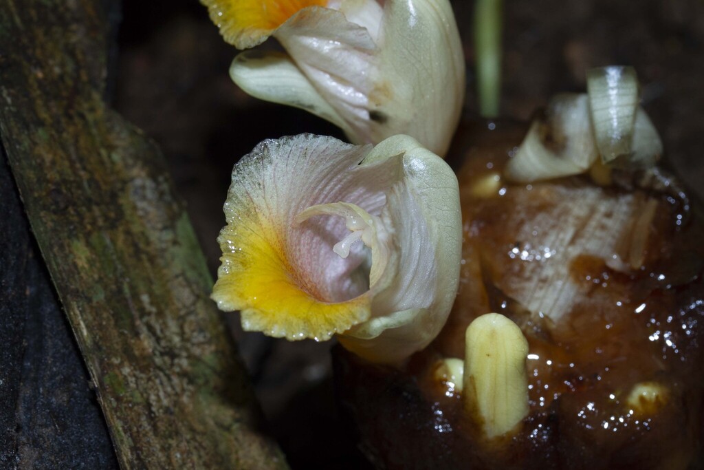 Meistera elephantorum (Meistera elephantorum)