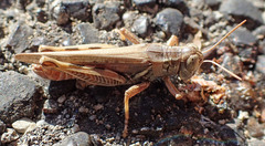 Melanoplus devastator