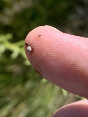 Pyrgulopsis fausta