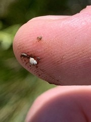 Pyrgulopsis fausta