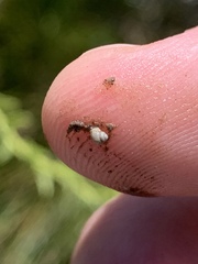 Pyrgulopsis fausta