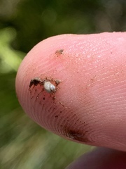 Pyrgulopsis fausta