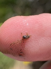 Pyrgulopsis fausta