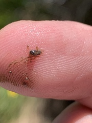 Pyrgulopsis fausta