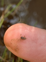 Pyrgulopsis fausta