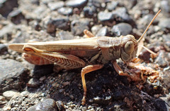 Melanoplus devastator