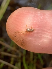 Pyrgulopsis fausta