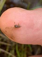 Pyrgulopsis fausta