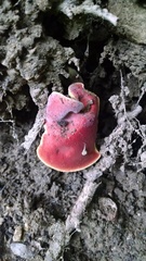 Boletus subfraternus