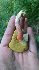Boletus subfraternus