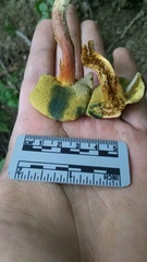 Boletus subfraternus