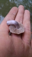 Inocybe pusio