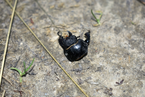 Lucanus cervus