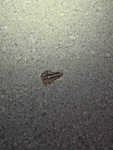 Black-spotted Frog