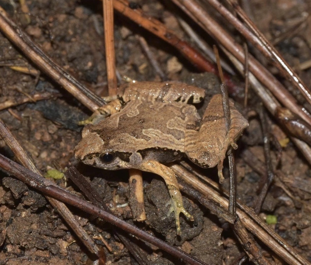 Pine Narrow-Mouth Frog